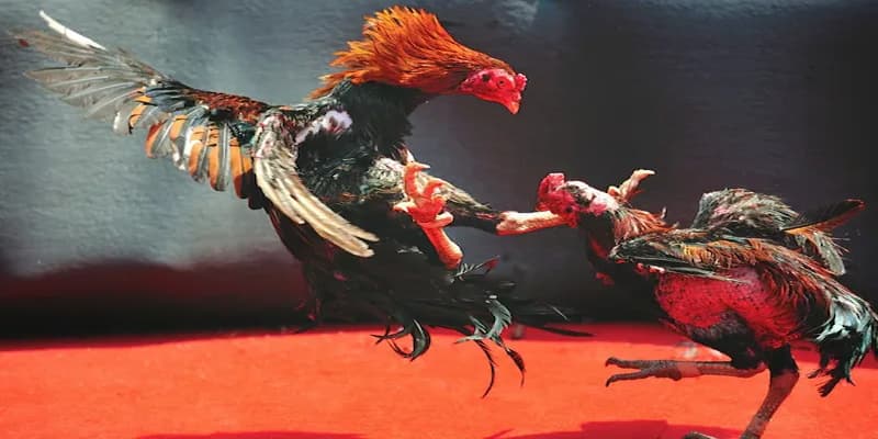 Lợi Ích Khi Chơi Đá Gà Max88